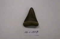 藏品(軟骨魚)的圖片